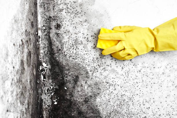 Best Mold Removal for HVAC Installations  in Kosciusko, MS