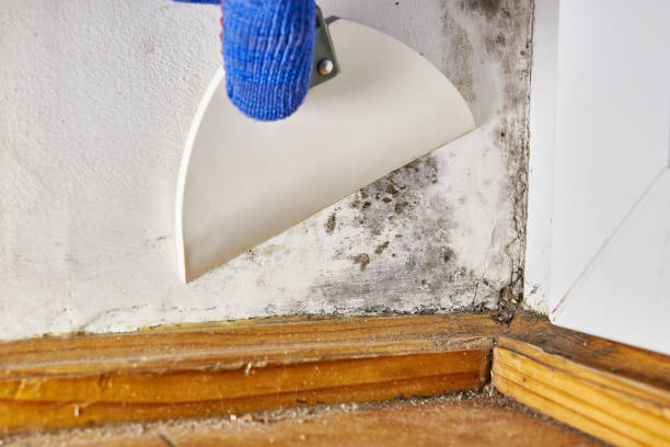 Best Basement Mold Removal  in Kosciusko, MS
