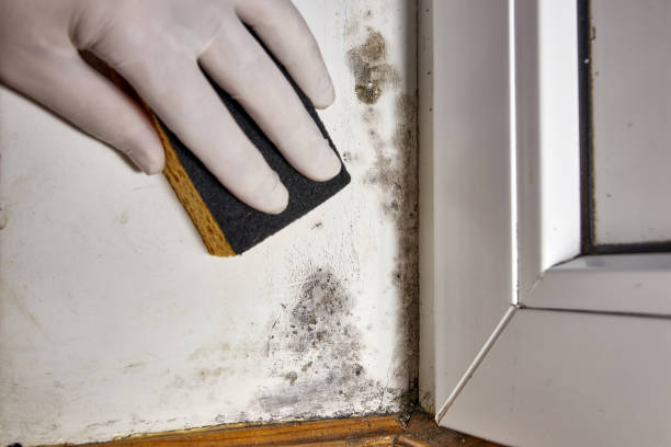 Best Environmental Consulting for Mold Prevention  in Kosciusko, MS
